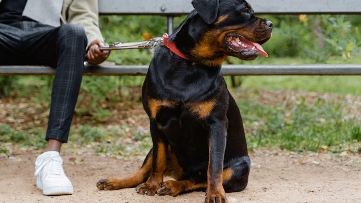動物急症大揭密：緊急狀況下怎麼辦？